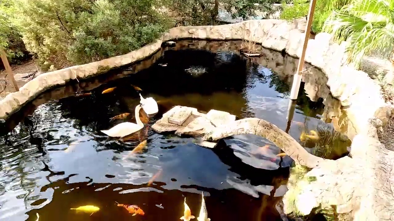 Paphos Zoo, Cyprus: Swans