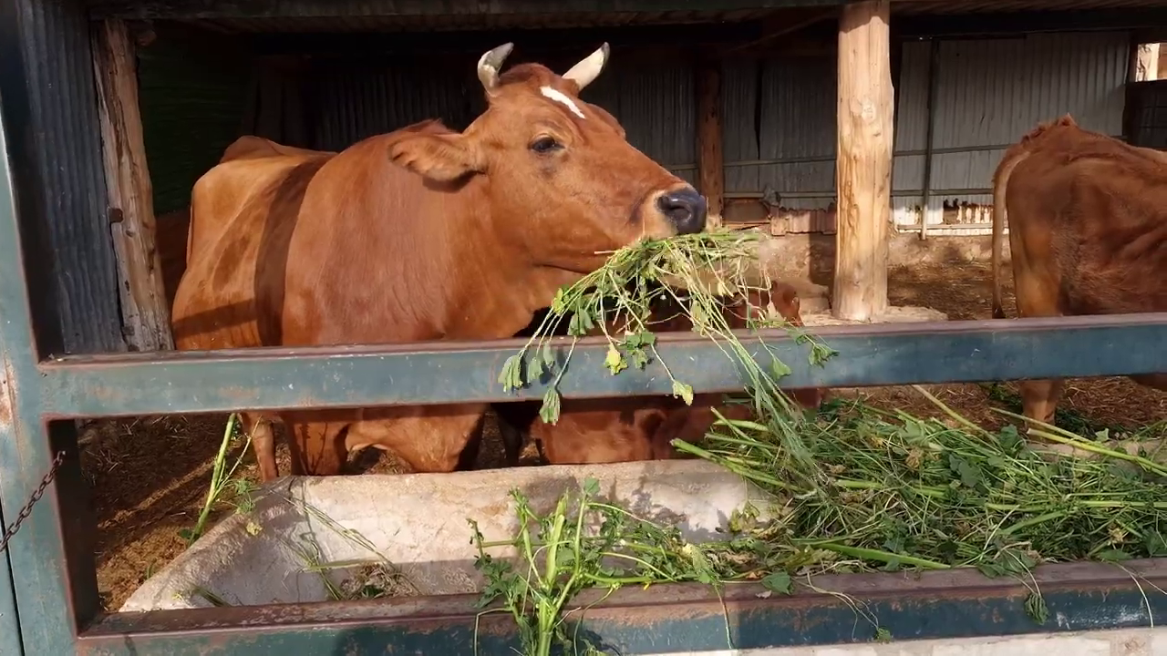 Paphos Zoo, Cyprus: Cows