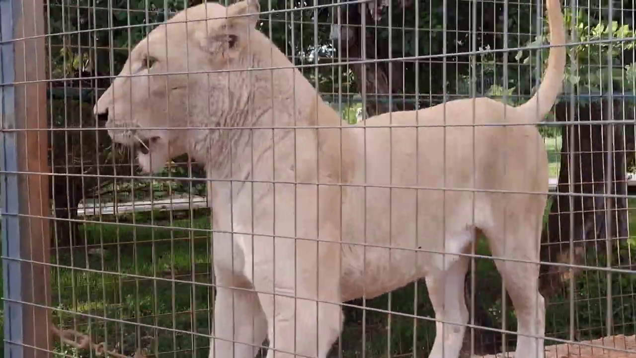 Paphos Zoo, Cyprus: Lion