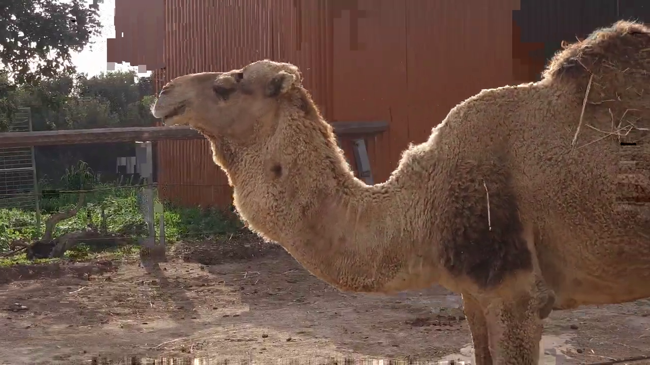 Paphos Zoo, Cyprus: Camel
