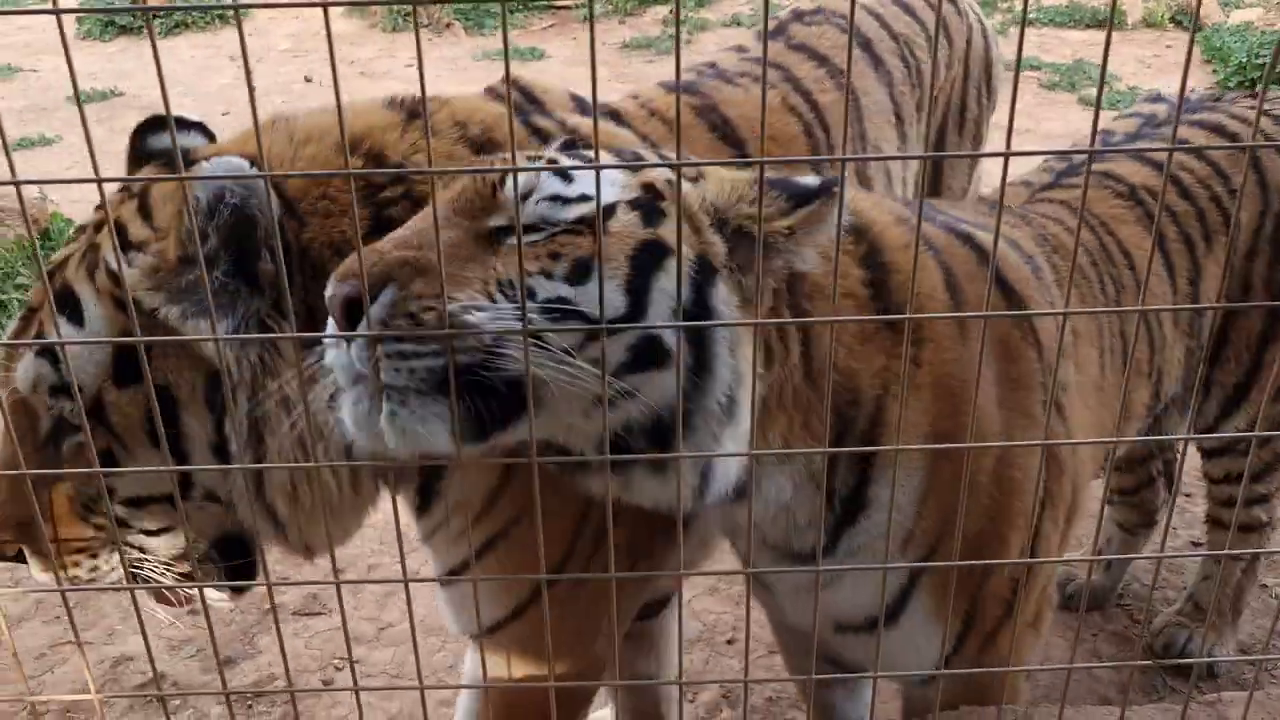 Paphos Zoo, Cyprus: Tigers