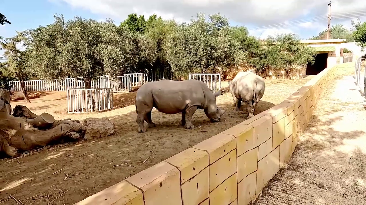 Paphos Zoo, Cyprus: Rhinoceros