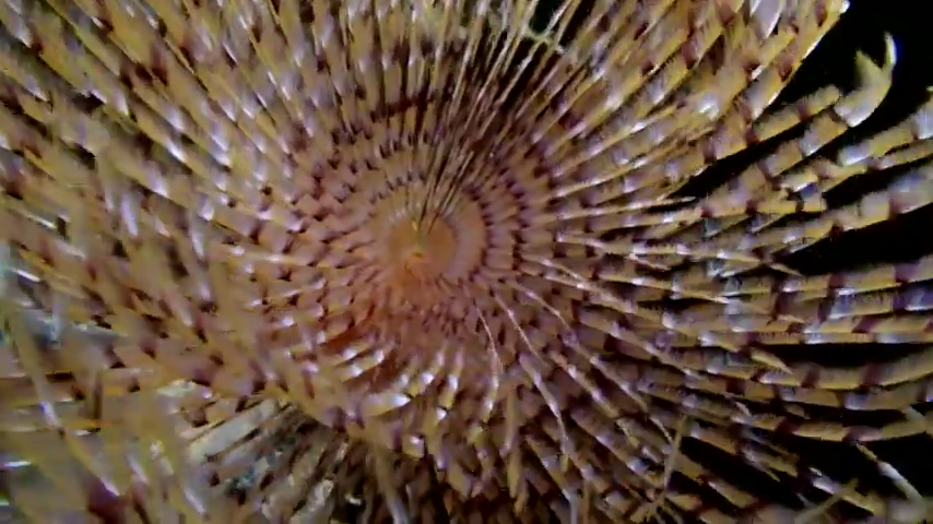 Scuba Diving in Cyprus: The Underwater World