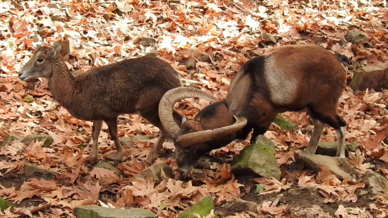 Stavros tis Psokas: Mouflon