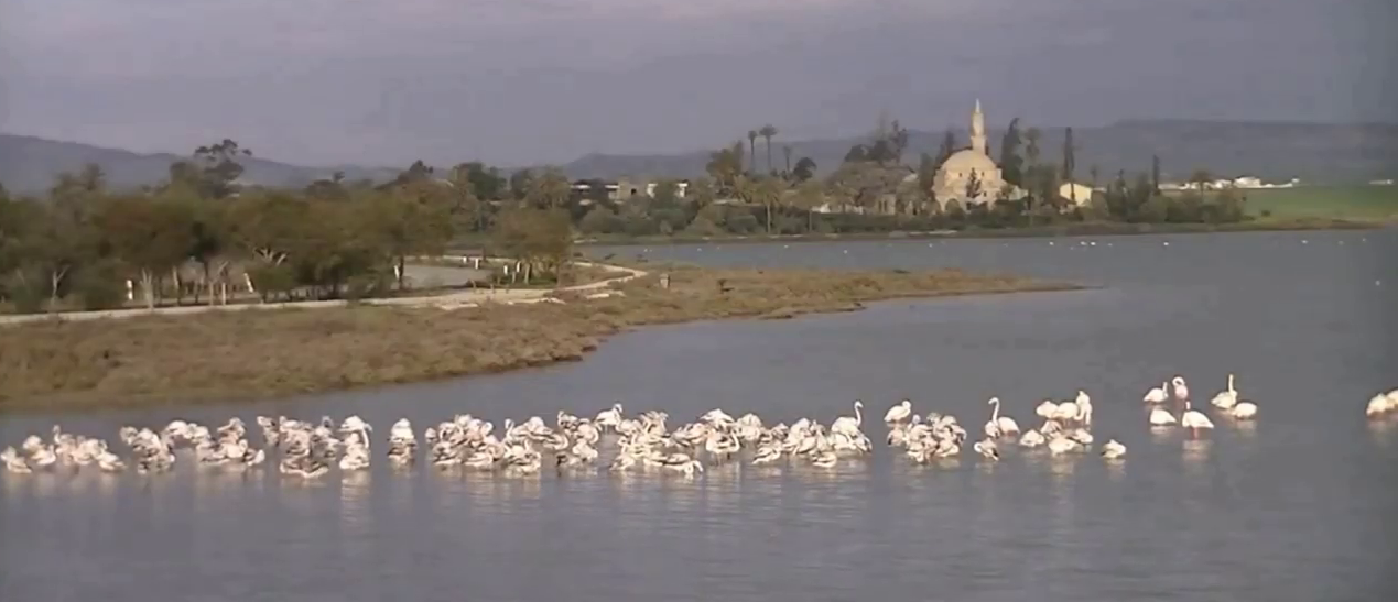 The Flamingos, the Salt Lake and Hala Sultan Tekke, Larnaca, Cyprus