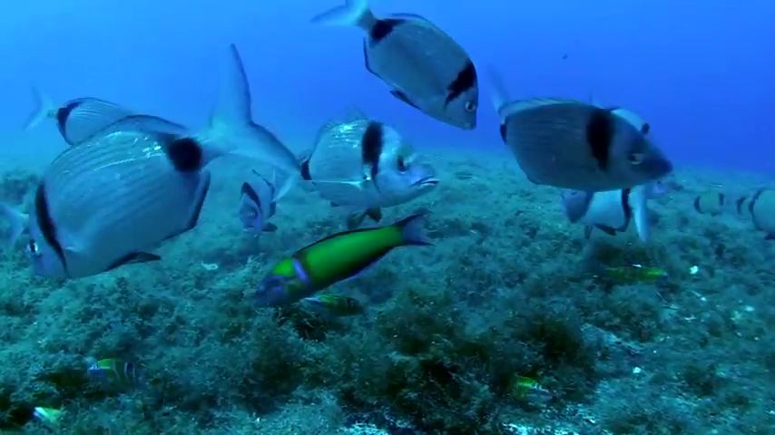 The Underwater World in Cyprus