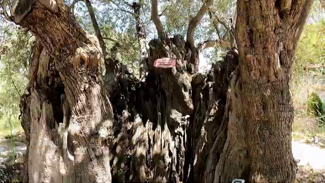 This Olive Tree is 800 Years Old, Terra Oliva Farm, Pano Lefkara, Cyprus